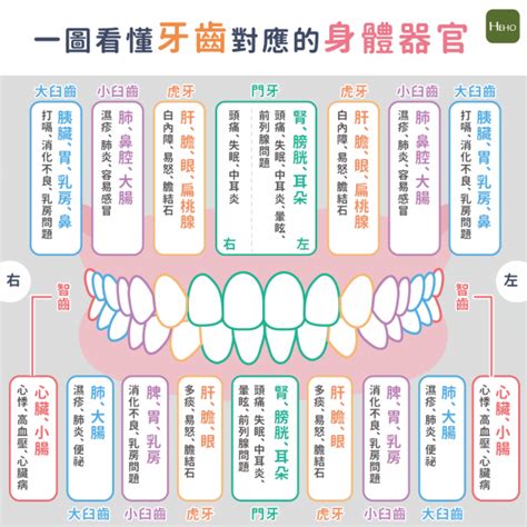 牙齒經絡圖|改善牙齒痛經絡拍打、穴道按摩刮痧養生法！